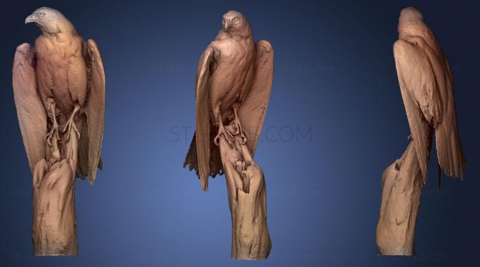 3D model Peregrine Falcon (STL)